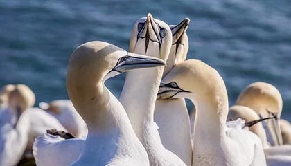 磐石伴游，定制QQ：3494206190微信：act1322